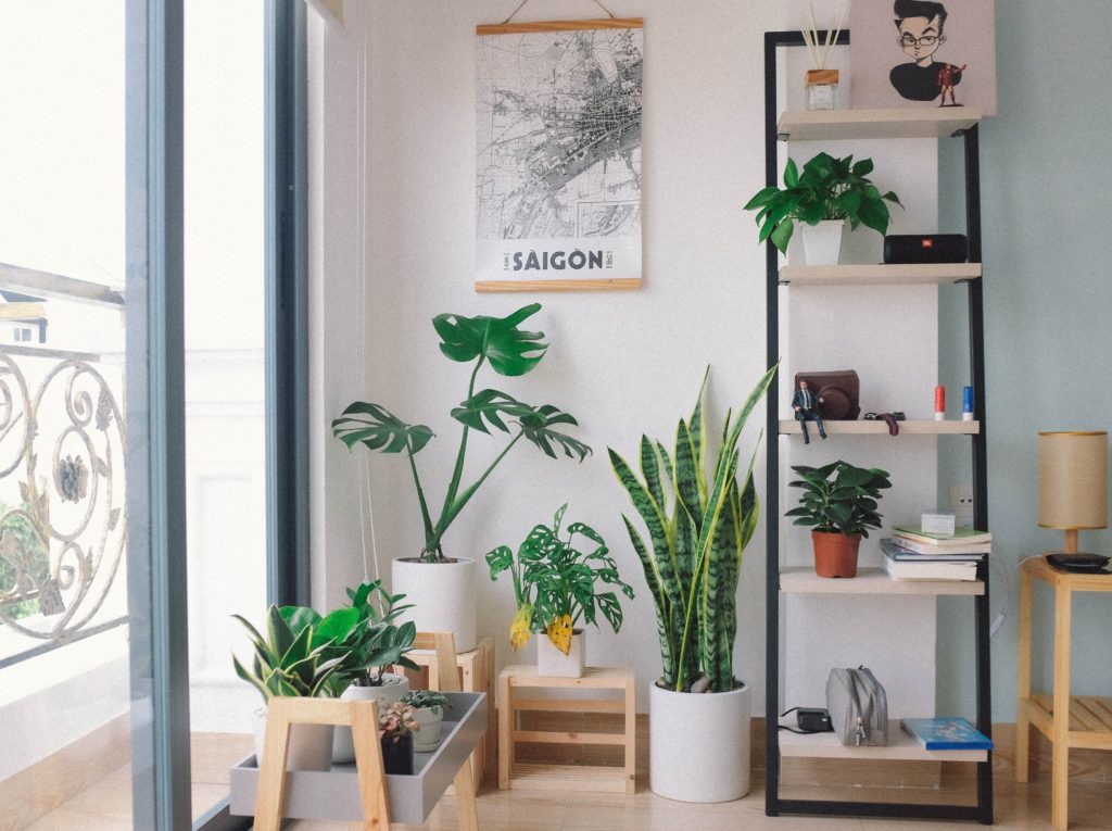 комнатные растения в интерьере квартиры